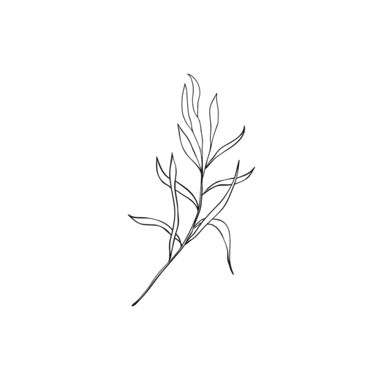 White Botanical Line Art Poster
