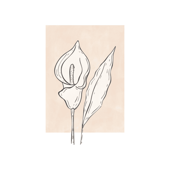Calla Lily Flower Poster